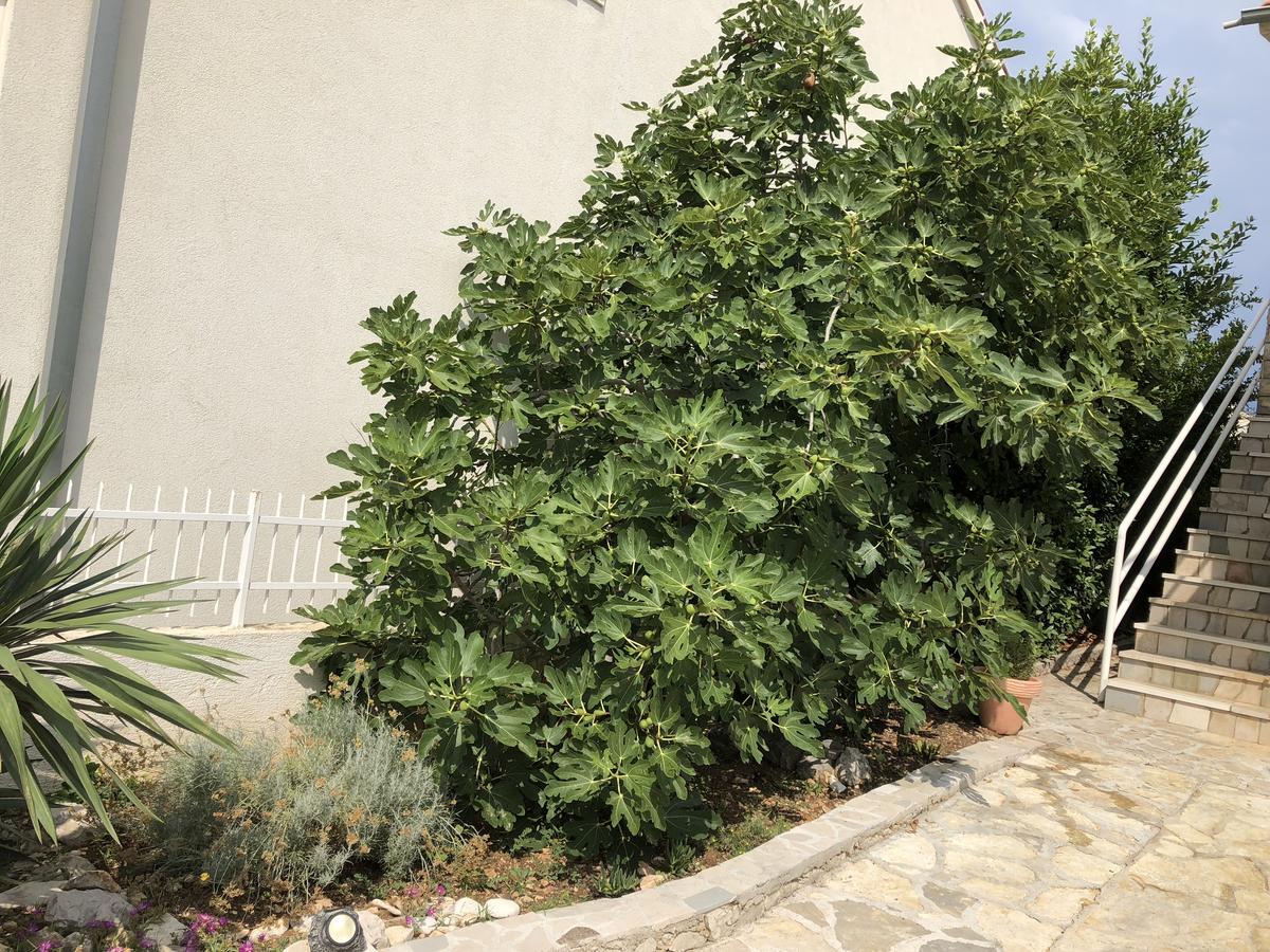 Apartmani Zvijezda Rogoznica (Sibenik-Knin) Exterior foto
